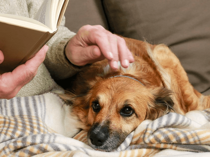 5 Gründe, sich für natürliches Verbrauchsmaterial für Hunde zu entscheiden