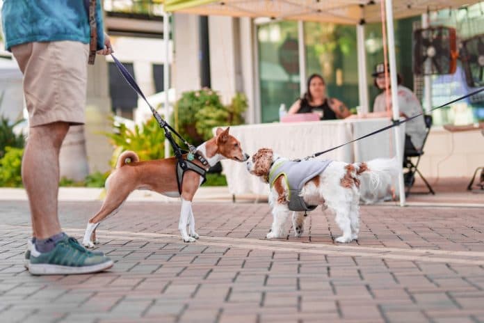 Grooming Basics: Keeping Your Dog Clean and Well-Maintained