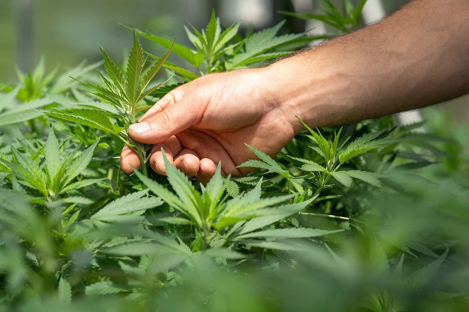 Erweitern Sie Ihren Garten: Auswahl an Elite-Cannabissamen von Barneys Farm