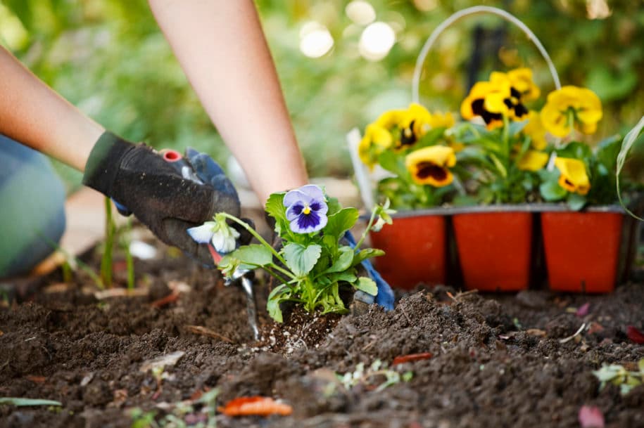 Gartenpflege: Machen Sie es richtig?