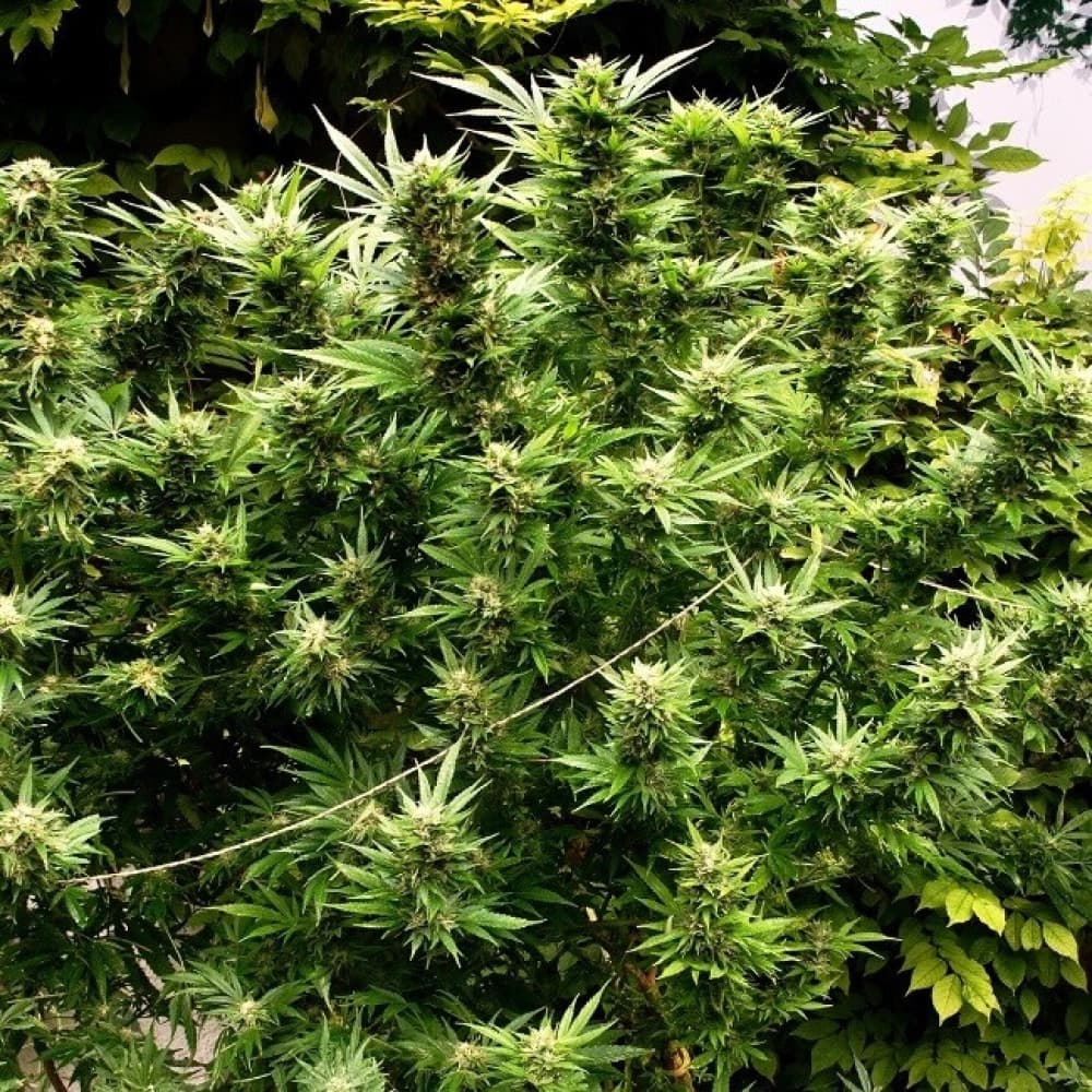 gratis hanfsamen bestellen und ihr Einfluss auf die Cannabis-Industrie