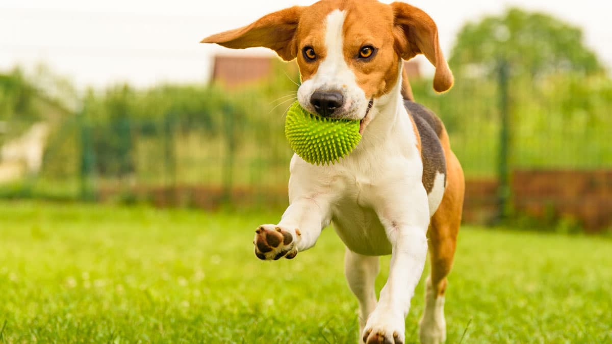 Trainieren Sie Körper und Geist: Hundespiele für einen gesunden Begleiter