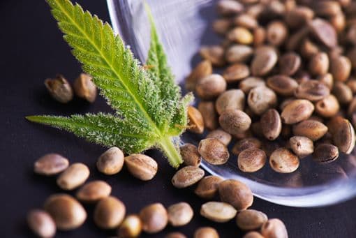 Rhino Cannabis Samen für Indoorcc-Growing