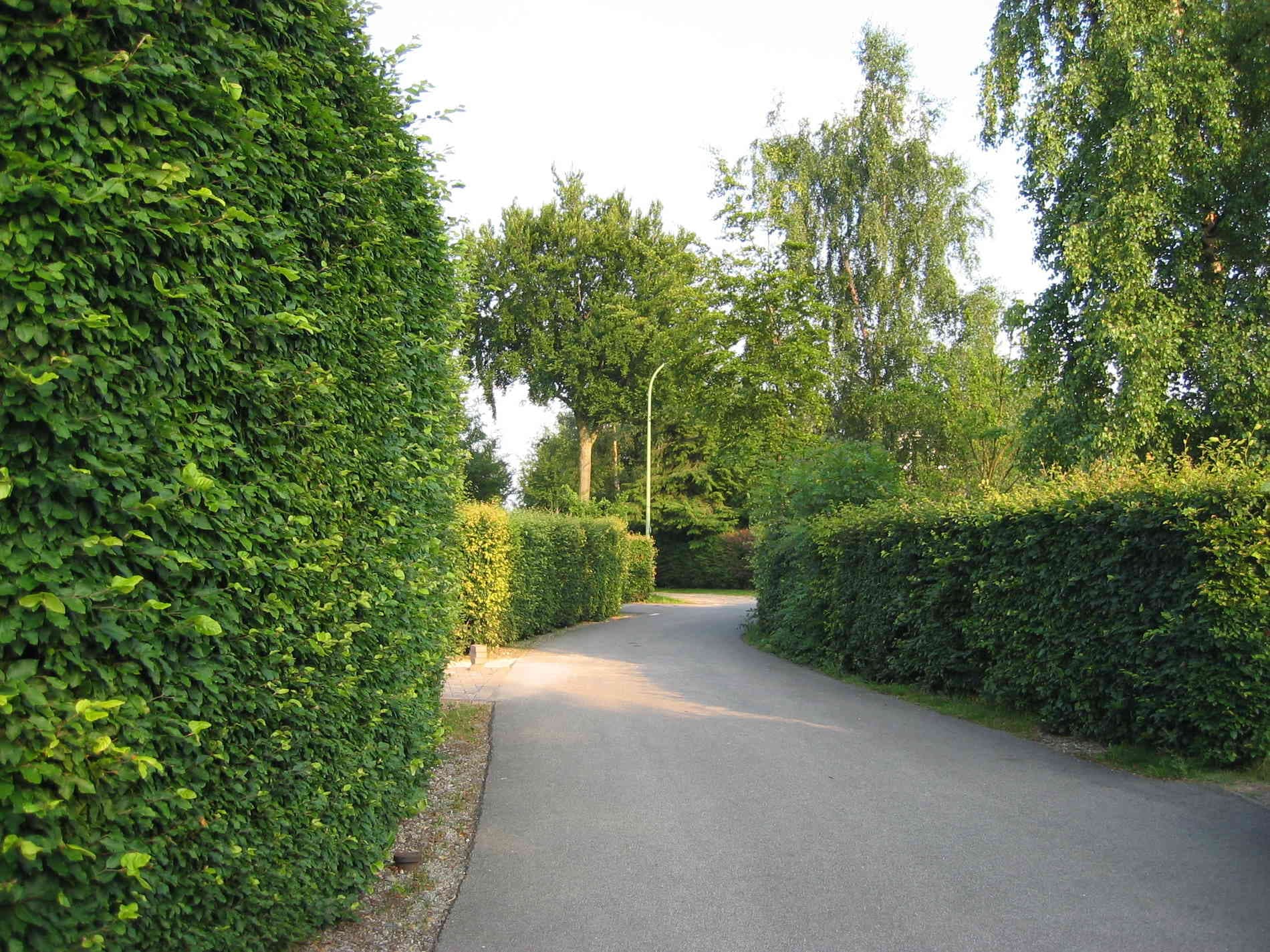 Buchenheckenpflanzen Vom Ortskartell Eicherscheid