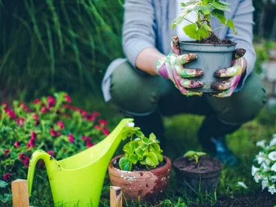 Gartenpflege: Machen Sie es richtig?