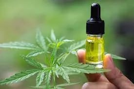Funktioniert CBD-Öl? Studien schlagen So . vor