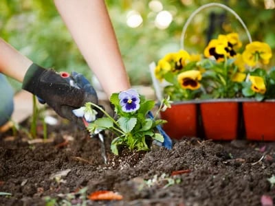 Gartenpflege: Machen Sie es richtig?