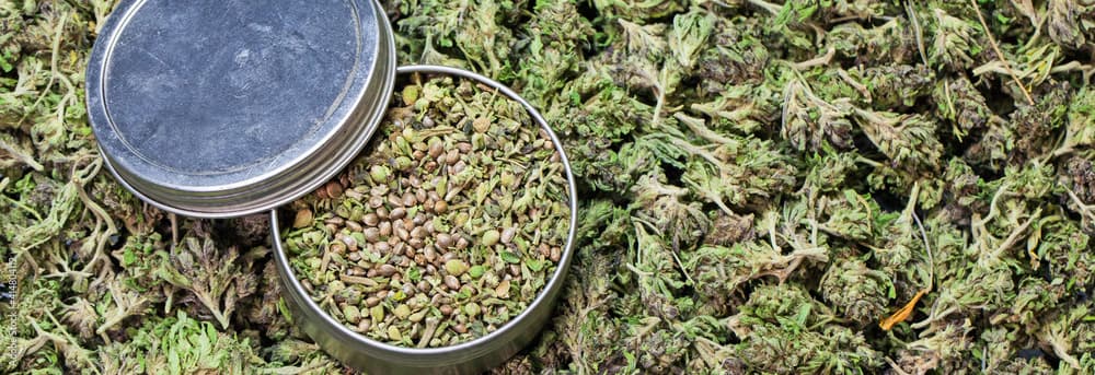 Cannabis Samen als natürliche Quelle für Omega-Fettsäuren