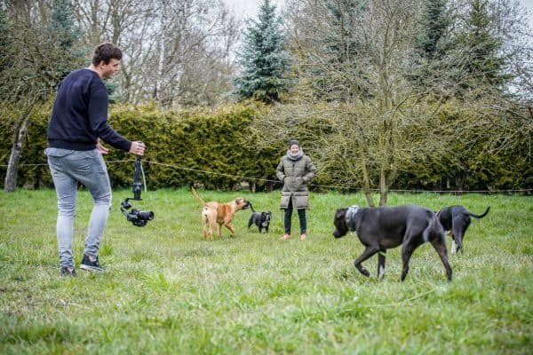 Hunden das Glänzen beibringen: Unser Ansatz zur Hundeerziehung in Berlin