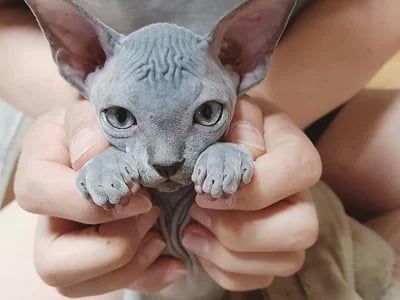 Haarlose Katzenrassen