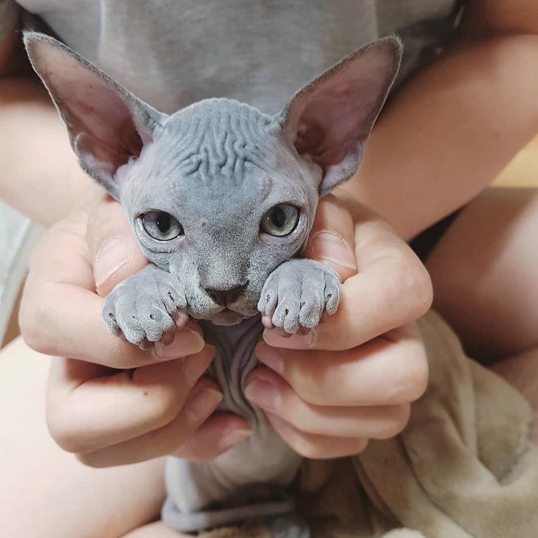 Haarlose Katzenrassen