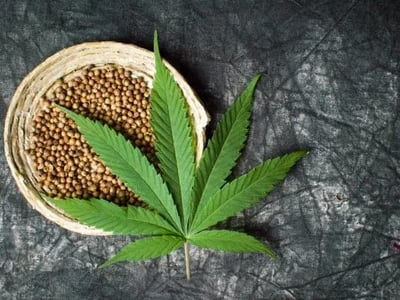 Cannabissamen: Ein vollständiges Protein