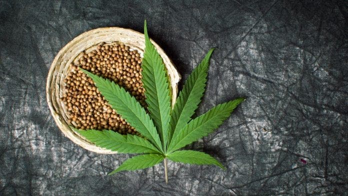 Cannabissamen: Ein vollständiges Protein