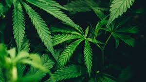 Alles, was Sie über CBD wissen müssen