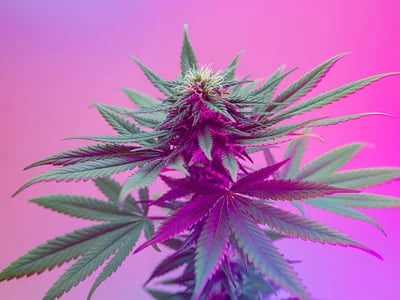 Sinsemilla von Cannapot – Qualität und Erfahrung seit 2004