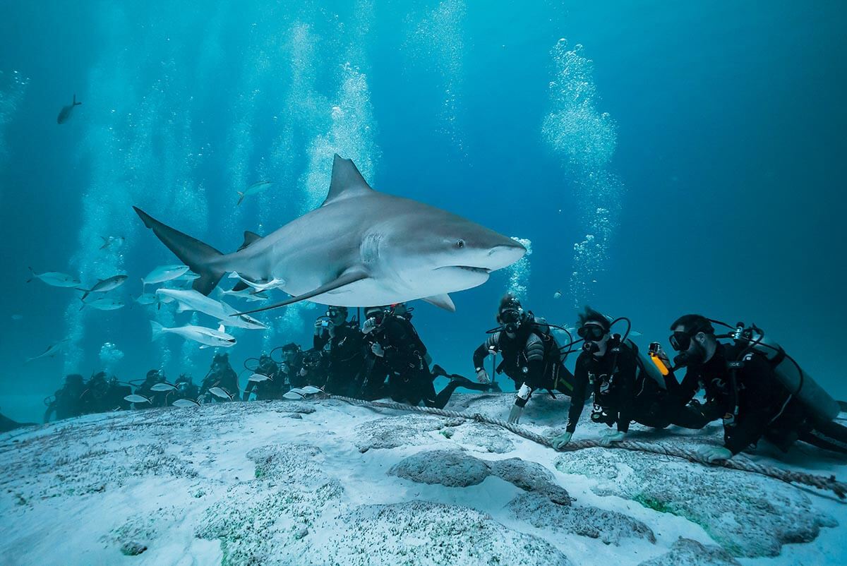 Abenteuer pur: Die Tauchschule Playa del Carmen zeigt dir die schönsten Spots
