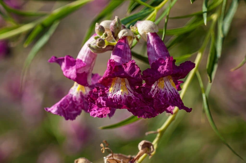 Blühende Bäume als Blickfang im Garten: Gestaltungsideen für jede Jahreszeit