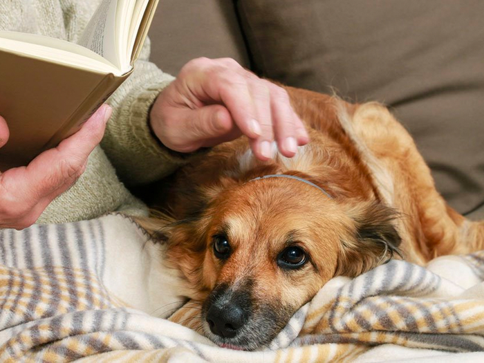 5 Gründe, sich für natürliches Verbrauchsmaterial für Hunde zu entscheiden