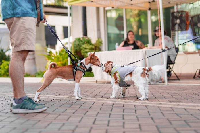 Grooming Basics: Keeping Your Dog Clean and Well-Maintained