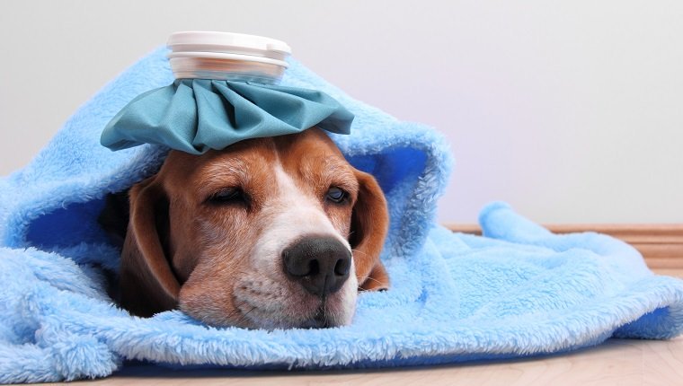 Genetische Veranlagung: Erbliche Hundekrankheiten und wie man damit umgeht