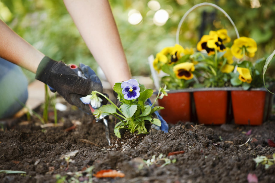 Gartenpflege: Machen Sie es richtig?