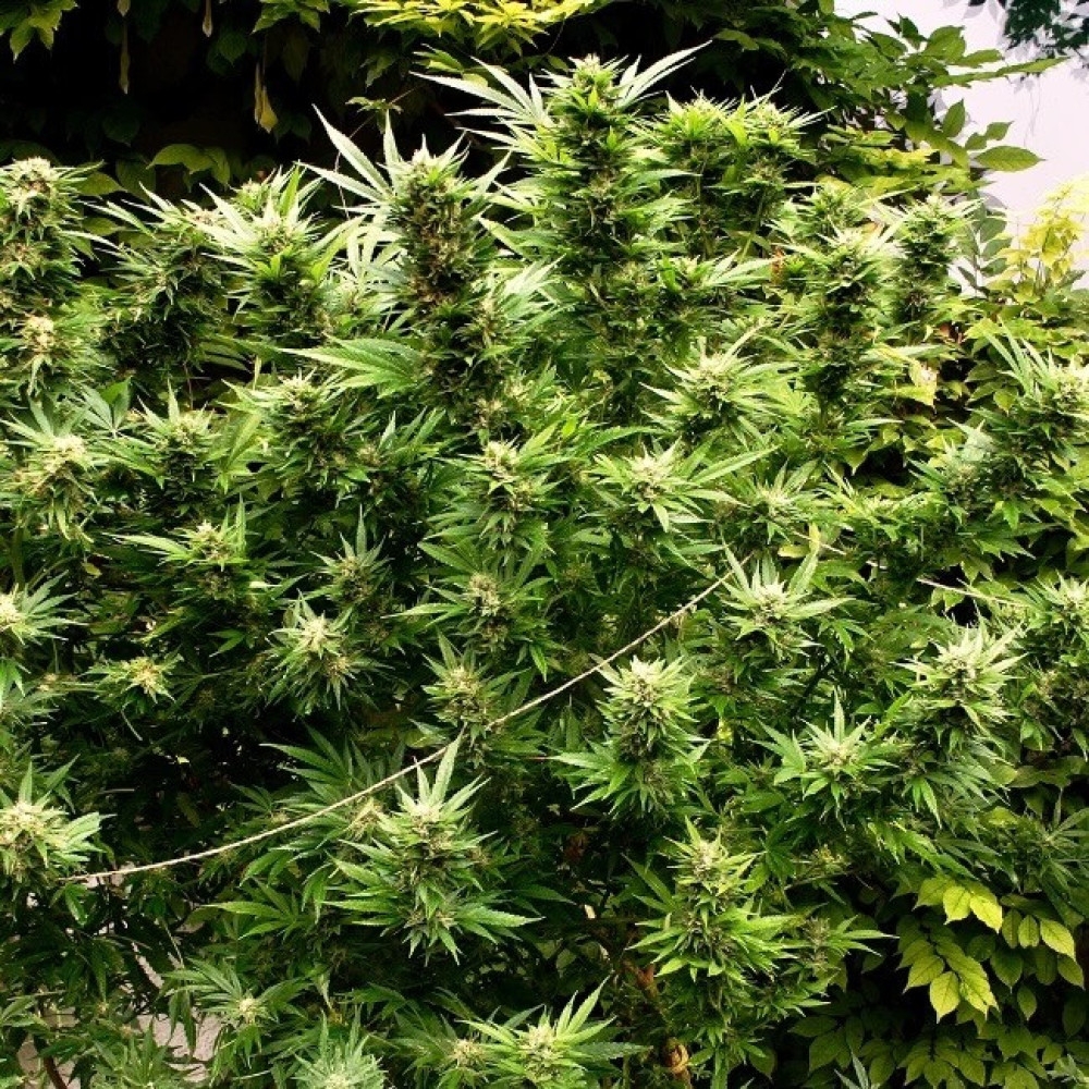 gratis hanfsamen bestellen und ihr Einfluss auf die Cannabis-Industrie