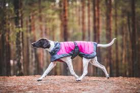 Rukka Pets: Erhöhen Sie die Präsenz Ihres Haustieres mit schicken Accessoires