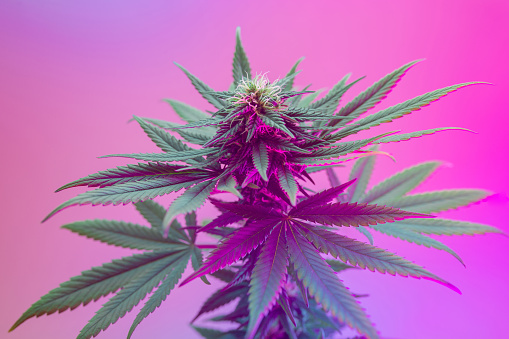 Sinsemilla von Cannapot – Qualität und Erfahrung seit 2004