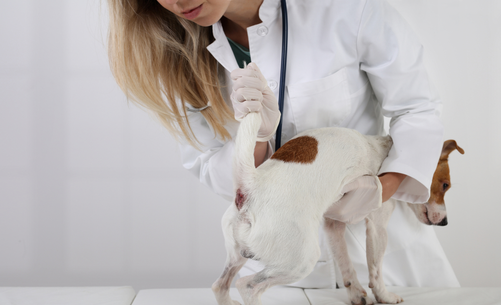Hausmittel gegen Analdrüsenprobleme bei Hunden